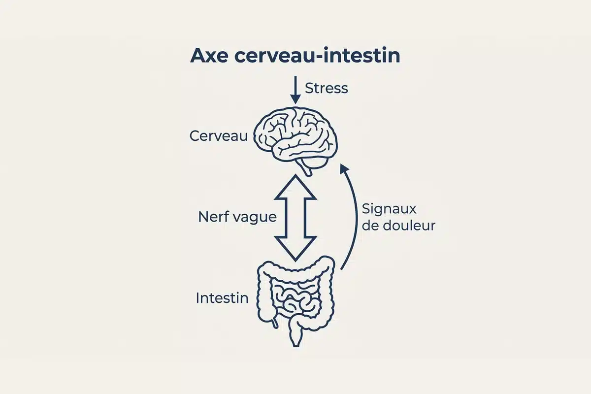 Schéma de l'axe cerveau-intestin dans le SII Schéma montrant la connexion entre le cerveau et l'intestin via le nerf vague dans le syndrome de l'intestin irritable